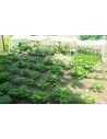 SERRE CHENILLE 1m30 x 10m00              