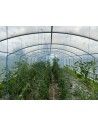 Vue intérieure d'une serre de la marque Tonneau, modèle 4 Saison Plus, surface 48m², culture de tomates à profusion.