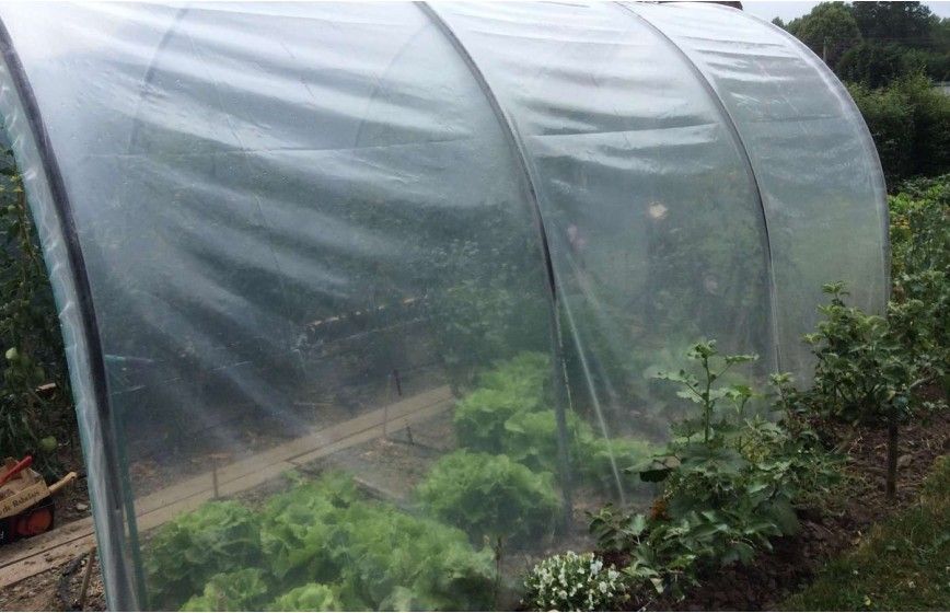 10x10m Serre Plantage de champignons Serre Haute couronne Serre tunnel  d'électricité Serre