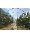 Serre de jardin 3 x 4.5m cultivez la tomate | Serres Tonneau