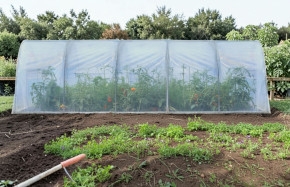 Serre Essentielle 3m00 x 7m50