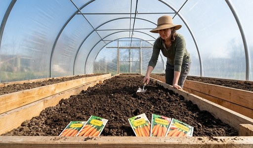carottes-serre-semis-entretien-recolte_2.jpg : Sachets de graines de carottes posés sur la terre préparée dans une serre tunnel