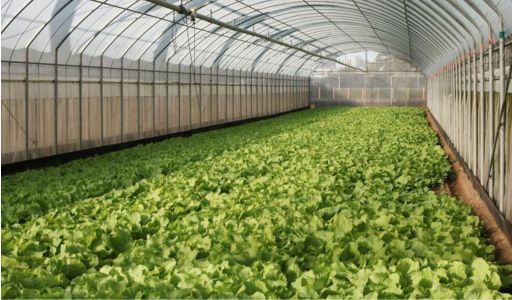 grande serre polycarbonate