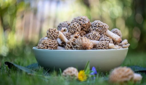 cultiver morilles étapes