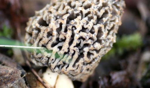 cultiver morilles soi même