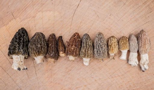 culture morilles serre