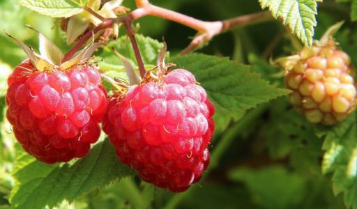 framboise facile à cultiver