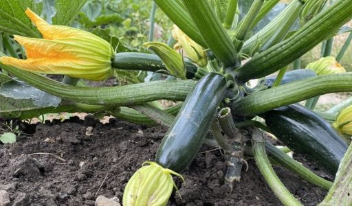 courgette facile à cultiver