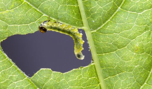 pyrale du buis insecte ravageur