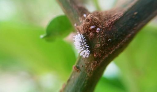 cochenille insecte ravageur