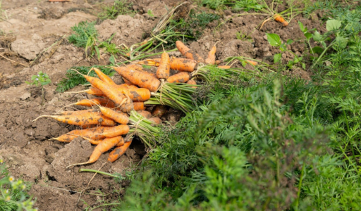 culture carottes biologiques