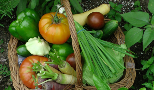 culture légumes jardin biologique