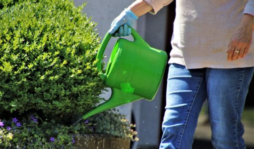 maladies plantes sous serre