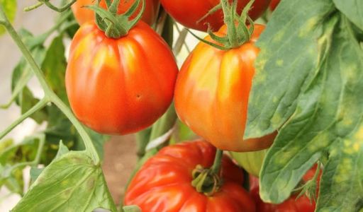 maladie tomates serre