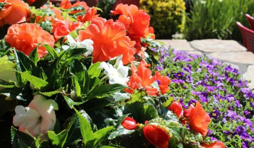 micro irrigation jardin