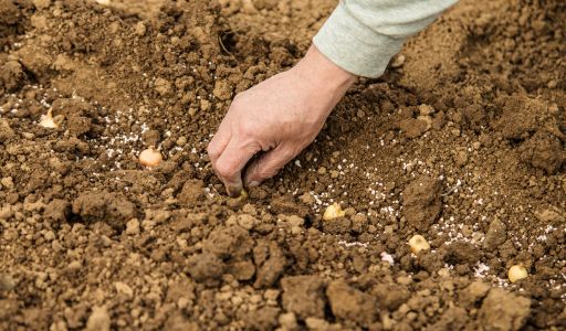 preparation-sol-plantation-oignons