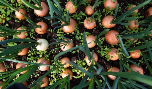 plantations mois d'avril