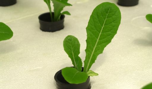 plantes cultivées en hydroponie