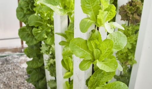 culture hydroponique avantages