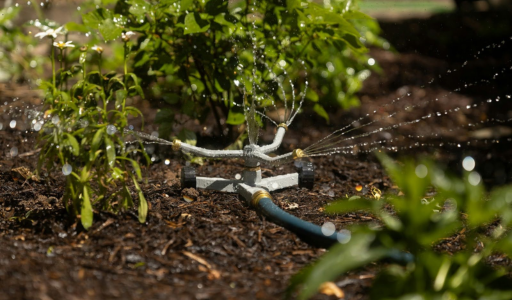 arrosage cultures potager