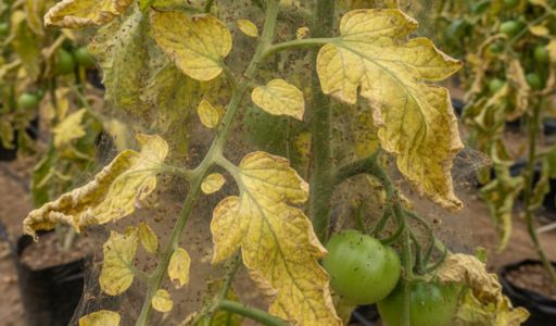 travaux au jardin avril