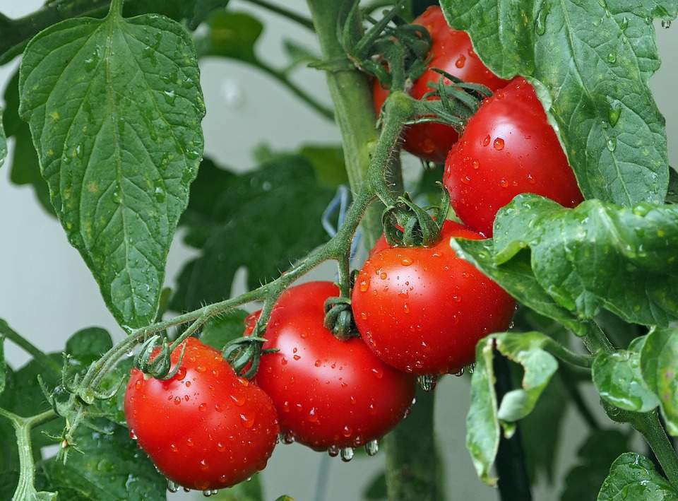 arrosage tomates 