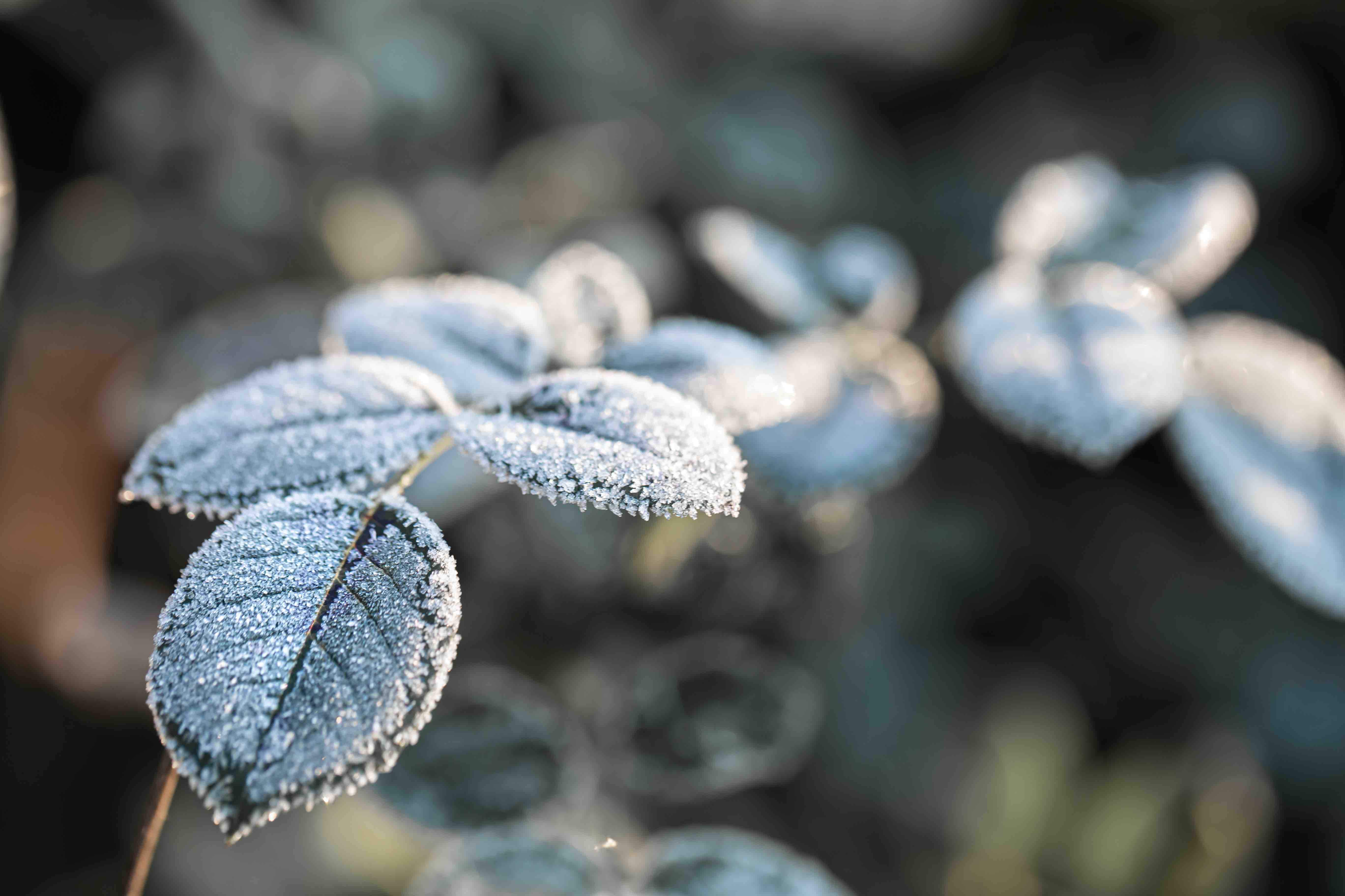Poser un voile d'hivernage pour protéger vos plantes l'hiver - Serres  Tonneau