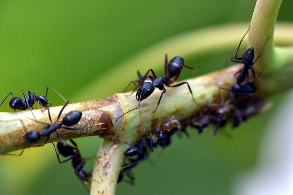 Faire fuir les fourmis : astuces naturelles ou chimiques