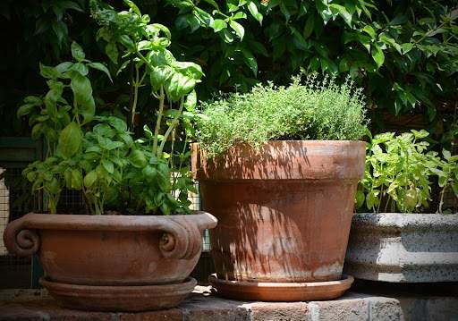 Herbes aromatiques en pot : comment les conserver ?
