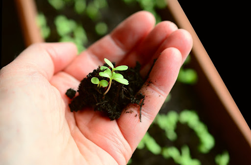 Quelle lampe de croissance choisir pour vos plantes ?