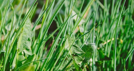 Paillage anti mauvaise herbe : comment éviter la pousse ?