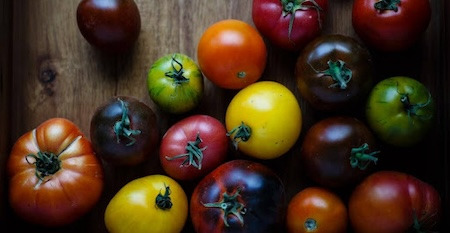 Plantation des tomates sous serre : comment procéder ?