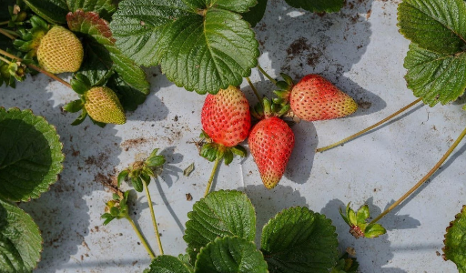 Planter des vivaces sur une bâche : comment s’y prendre ?