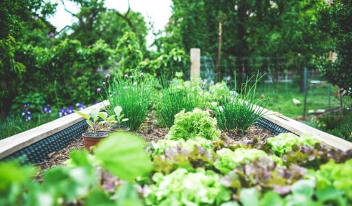 Qu’est-ce qu’une plante compagne et comment l’utiliser ?
