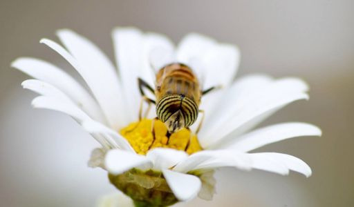 Insecte pollinisateur : si on en apprenait plus sur lui ?