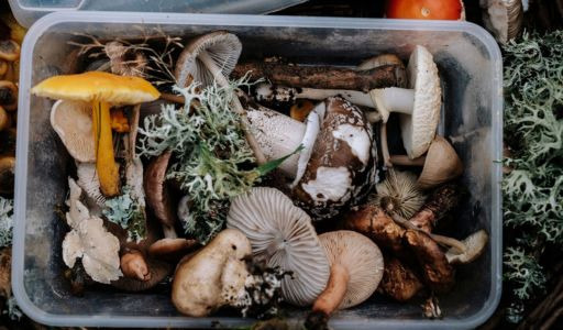 Cultiver des champignons : ce qu’il y a à savoir