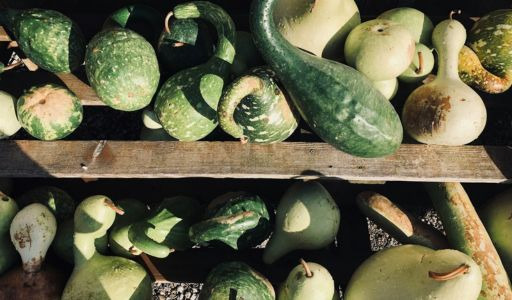 Zoom sur les légumes oubliés