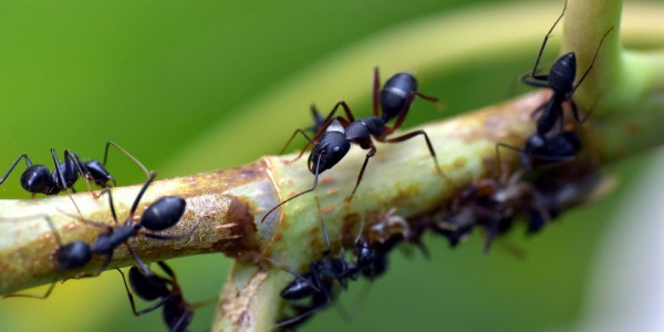 Lutter contre les fourmis : optez pour le naturel    