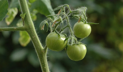 Plantation des tomates : les choses à savoir