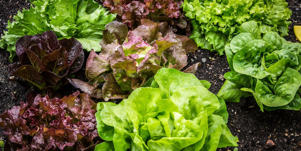 Arroser les salades : les conseils pour bien s’y prendre