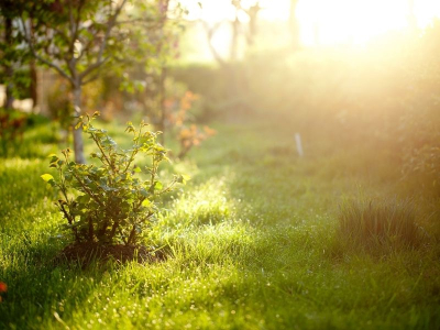 Exposition serre de jardin : comment la placer ?