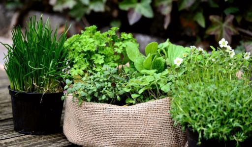 Quand planter des herbes aromatiques ? Nos conseils