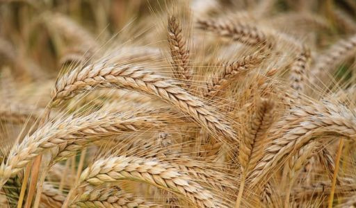 Semis orge de printemps : comment procéder ?