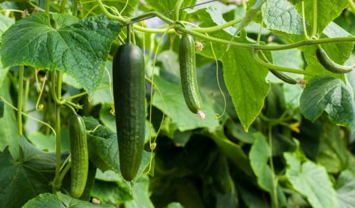 Le concombre : à cultiver sans modération ! 