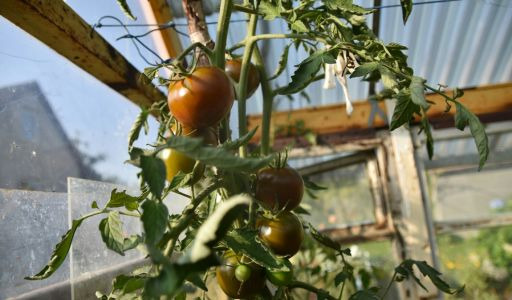 Tomate sous serre : la maladie est-elle écartée ?   