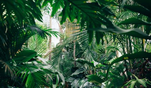 Comment créer un climat tropical ? Ce qu’il faut savoir 