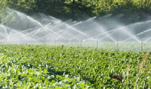 Consommation d’eau par culture : de combien a-t-on besoin ?