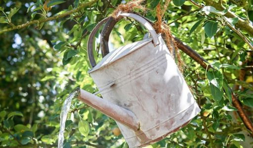 Quand arroser les plantes en été ? – Nos conseils
