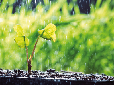 Stress hydrique : comment y faire face ?