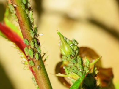 Insecte ravageur : comment réagir à temps ?